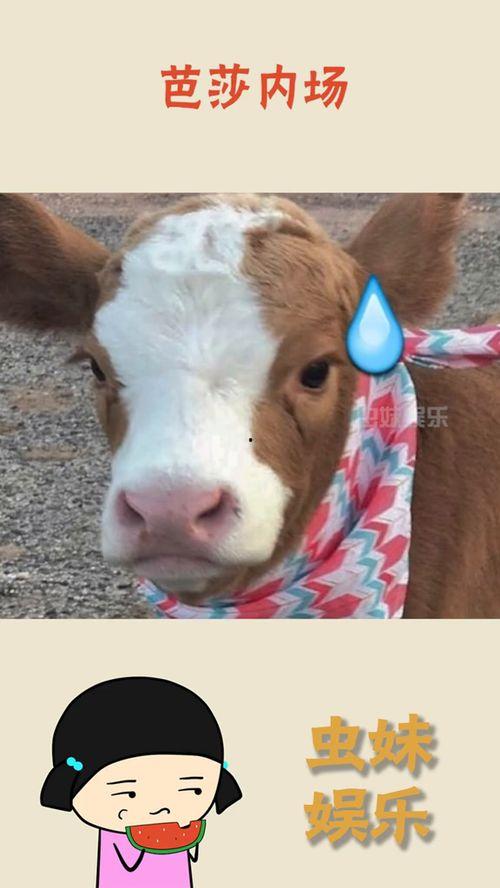 娱乐吃瓜的抖音,揭秘娱乐圈幕后故事